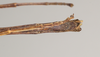 CollectionObject 1563706; 695e8e05-fbfe-44c1-bfcb-349333f54181: copyright Natural History Museum, London. (CollectionObject).