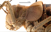 CollectionObject 1578328; a8edc683-f37b-407d-908a-f65e7ce8b7d0: female head and pronotum, lateral view (allotype of Deracanthina mistshenkoi Bazyluk, 1972). (CollectionObject).