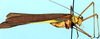 Tetraconcha banzyvilliana Griffini, 1909: male, lateral view (Cameroon). (Otu).