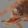 CollectionObject 1505780; 33cda1f1-06f4-4333-9633-125df9c87c80: male cerci (syntype). (CollectionObject).