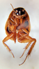 Nesomylacris relica Rehn & Hebard, 1927: Photo by Heidi Hopkins. Ventral habitus. (Otu).