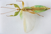 CollectionObject 1591394; 184570da-724c-401a-b5f6-a98109ee7314: copyright IMQC Montreal. male, dorsal view (holotype). (CollectionObject).