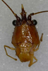 CollectionObject 1544422; ab7647bc-c899-497d-82ac-7d0811de4a86: male head, frontal view. (CollectionObject).