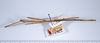 CollectionObject 1557317; f2ab634a-5114-423e-b538-a7a09412d136: copyright ANSP. male, dorsal view (holotype). (CollectionObject).