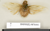 CollectionObject 1572981; f1e8b480-826e-4b55-a279-4d291efcf301: Copyright Natural History Museum, London. Non-type (adult female) in BM(NH). Ventral view. (CollectionObject).