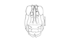 Tristira magellanica (Bruner, 1900): Fig. 18. male head, frontal view. (Otu).