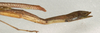 CollectionObject 1557241; NMW 1058, c2692167-3052-4ce7-8190-22dcd0cb4582: copyright NMW, Vienna. female: end of abdomen, lateral view (holotype). (CollectionObject).