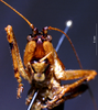 CollectionObject 1503140; 8115cc8d-7147-4be5-9c05-3e6f10653b3f: male, frontal view (holotype). (CollectionObject).