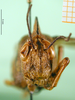 CollectionObject 1501623; b7539310-2063-40eb-9a79-7bd879bef8b2, DORSA BA000146S01: female, frontal view (holotype). (CollectionObject).