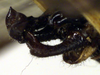 CollectionObject 1500251; d0cceb85-0478-496c-adf5-f295de71aa97: male cerci (syntype). (CollectionObject).