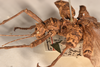 copyright OUMNH. female: head & thorax, lateral view of Heteropteryx westwoodii (holotype). Depicts CollectionObject 1559868; 99e55337-6a48-402f-a194-448830ad1fa3, a CollectionObject.