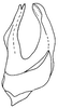 Aedeagus, lateral view on Caruya brevicauda Linnavuori & DeLong, 1978: Caruya brevicauda, aedeagus, laterally. (Observation).