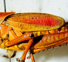 2012. male, lateral view. Depicts CollectionObject 1564546; bc6fd94f-92f7-41cd-9a1a-7e71d50f5f7d, a CollectionObject.