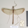 CollectionObject 1557515; 9dad141f-cbd9-4264-bbec-c99cd2c03221: copyright Natural History Museum, London. female (syntype). (CollectionObject).