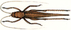 Oxylakis (Oxylakis) punctipennis Redtenbacher, 1891: female, dorsal view. (Otu).