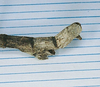 CollectionObject 1557411; c0d63876-9a4c-419f-9c67-7b3c10af5b50: copyright MNHN, Paris. male: end of abdomen, lateral view of synonym Palophus brongniarti (holotype). (CollectionObject).