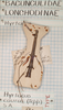 CollectionObject 1559417; 07638f2e-10fd-449d-9943-5362739d60f5: copyright SAM, Adelaide. female of Lonchodes caurus (holotype). (CollectionObject).