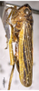 Habitus, lateral view on Evacanthus hairus Li & Wang, 1996 now Evacanthus laminatus Kuoh, 1992: (Observation).