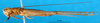 CollectionObject 1501956; b94a6a5c-704f-4936-9247-cbff7ebe5fbf, DORSA BG00204S03: male nymph, lateral view (syntype). (CollectionObject).