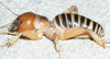 CollectionObject 2777587; 864d0322-70e4-412f-a77e-010e9f2a3187, CAS Entomology type 20131: (CollectionObject).