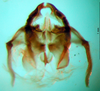 CollectionObject 1575838; 6a67d778-f213-474f-8876-dd8217b6007e: phallic complex, dorsal view. (CollectionObject).