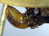 CollectionObject 1500558; 438158fe-bd38-4bad-a3d7-10fe6d7600dd, DORSA BTgonimmHTF: ovipositor (holotype). (CollectionObject).