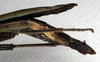 CollectionObject 1558265; ebeae153-e186-43ee-bec8-4899fa64e008: copyright NMW. female: end of abdomen, lateral view (syntype). (CollectionObject).;CollectionObject 1558266; a49a2f68-6fb3-4c57-9d9d-275020aaaf48: copyright NMW. female: end of abdomen, lateral view (syntype). (CollectionObject).