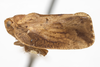 Habitus, lateral view on Exoma robusta (Uhler, 1901): (Observation).