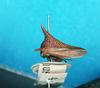 Habitus, lateral view on Alchisme apicalis (Walker, 1851): (Observation).