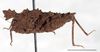 Misythus cristicornis (Walker, 1871): male, lateral view (Mount Makiling, UPLMNH, scale bar: 5 mm). (Otu).