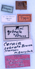 CollectionObject 1534635; b871045d-3acb-4217-ae93-fd93005a1654: labels (holotype). (CollectionObject).