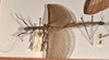 CollectionObject 1562055; c7b3f706-0afc-4d5f-b4c9-28548e119779: copyright OUMNH. female, lateral view of Necroscia esacus (holotype). (CollectionObject).