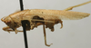 CollectionObject 1535004; 3d082103-7375-45e8-b488-de77fffbd8e9: male, lateral view (paralectotype). (CollectionObject).