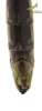 CollectionObject 1849148; Unioeste Cascavel SAOP-131M, b85f55b1-7e2b-4280-a044-4412c83b3647: Female. End of abdomen, dorsal view. (CollectionObject).;CollectionObject 1861678; Unioeste Cascavel SAOP-131F, 591439cf-cd73-429a-b911-be25eeca2d87: Female. End of abdomen, dorsal view. (CollectionObject).