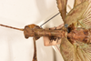 CollectionObject 1558787; 0b960f35-c7d1-4383-a54b-89a33fa6d8ed: copyright OUMNH. male: head & thorax, dorsal view of synonym Extatosoma hopii (holotype). (CollectionObject).