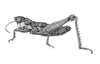 Aspidophyma americana Bolívar, 1884: Fig. 15. male, habitus (specimen from Santa Barbara-La Bonita). (Otu).