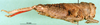 CollectionObject 1545334; 1c89a603-d00b-424a-b40b-52b5f90715c8: female, lateral view (paratype of Glyphotmethis adaliae angorensis). (CollectionObject).