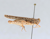 CollectionObject 2712894; CNCI 311931, 3a6b8af5-5353-4138-bab1-79a15bf27d1d: Astehelius crypticus. Astehelius crypticus (holotype) Lateral. (CollectionObject).