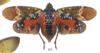 Habitus, dorsal view on Artacie haemoptera (Perty, 1833): (Observation).