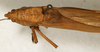 CollectionObject 1594982; df8a6237-19ff-4c98-846d-42d2ca386eb8: male, dorsal view (syntype of Conocephalus nigropunctatus). (CollectionObject).