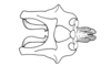 Maylasacris rugosa Cigliano & Amédégnato, 2010: Fig. 5AA. endophallic plates (basal and apical valves of aedeagus) and cingulum, dorsal view. (Otu).