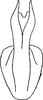 Aedeagus, ventral view on Amimenus mojiensis (Matsumura, 1914): Aedeagus, ventral view. (Observation).
