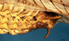 CollectionObject 1505405; fad9972a-8e1a-432b-98b6-b837cefd440d: male abdomen tip, lateral view. (CollectionObject).