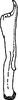 Stylus: Stylus (M. chimera Dwor.). (Observation).