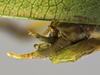 CollectionObject 1593121; 824ab3d3-7aa9-4eb8-9b41-ae0a2e550586: male terminalia, lateral view. (CollectionObject).
