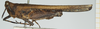 CollectionObject 1518013; 417c4a0c-c62a-4ac4-a847-567cd4fd9f33, NHMUK10924492: male, lateral view (holotype). (CollectionObject).