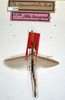 CollectionObject 1557019; NMW 172, e9377c7d-8ba2-4c6d-94e6-4823b588db85: copyright NMW, Vienna. male (lectotype). (CollectionObject).