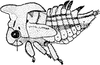 Nymph: (Observation).