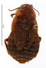 CollectionObject 1587240; MNHN(SF IMPORT DUPLICATE) MNHN-EP-EP1188, 283b026b-8c3f-46e2-89da-deb128b06003: CC BY-NC-ND 4.0/MNHN - Depraetere Marion - 2014. Paratype, female, of variabilis Shelford, 1907. Specimen number: MNHN-EP-EP1188. http://coldb.mnhn.fr/catalognumber/mnhn/ep/ep1188. (CollectionObject).