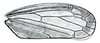 Forewing: !! display not done !! on Amblysellus curtisii (Fitch, 1851): Amblysellus curtisii, forewing. (Observation).